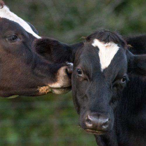 Friendly Cows
